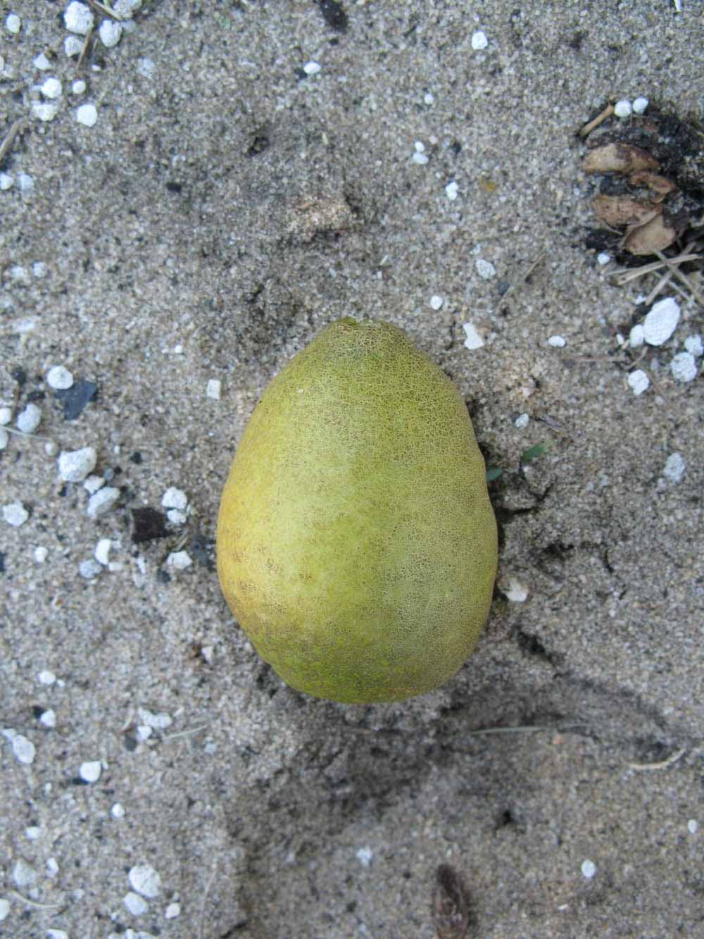            Fruit (Winter Haven, FL)   